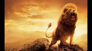 The lion king grossed $422.8 million in north america and $545.7 million in other territories, for a worldwide total of $968.5 million. The King Of The Jungle The Lion Wild World 001 Youtube