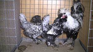 Maybe you would like to learn more about one of these? Pavlovskie Petuhi I Kury Youtube