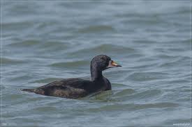 Middelgrote geheel zwarte duikeend met puntige opstekende staart en een kleine snavel met oranjegele snavelvlek en zwarte knobbel aan de. Zwarte Zee Eend Melanitta Nigra Waarneming Nl