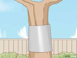 Squirrels and rodents can gnaw through plastic netting, and birds can peck through openings in the net. 4 Ways To Keep Squirrels Away Wikihow