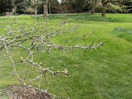 Honey locust has pods that contain edible seeds, while the pods of other locust tree varieties are primarily many varieties of locust grow in the u.s., with honey locust and black locust being most common. Honey Locust Gleditsia Triacanthos Feedipedia
