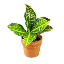 White picture frame, concrete star and colorful croton plant on a wooden shelf. Petra Croton Plant 4 Green Fresh Florals Plants