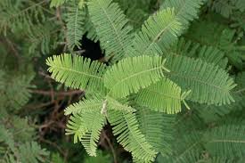Image result for Acacia pilispina