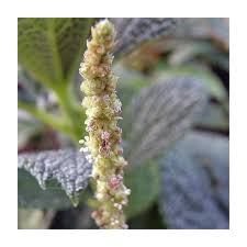 Image result for Boehmeria nivea