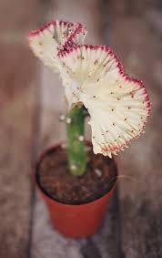 A cactus (plural cacti, cactuses, or less commonly, cactus) is a member of the plant family cactaceae, a family comprising about 127 genera with some 1750 known species of the order. 10 Great Types Of Cactus To Gift A Subtle Revelry