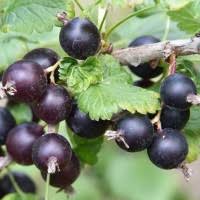 Image result for jostaberry