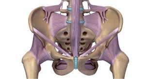 These muscles have attachments to the pelvis as follows: Exploring The Pelvis 3d Muscle Lab