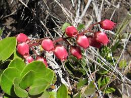 Image result for Agarista salicifolia