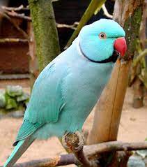 Check spelling or type a new query. Indian Ringneck Parrots Parrot For Home