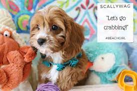 The most trusted name in pups for sale since 1982! Cavachon And Cavapoo Puppies For Sale By Foxglove Farm Cavachon Cavapoo