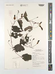 Image result for Raphidiocystis jeffreyana