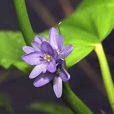 Image result for Monochoria