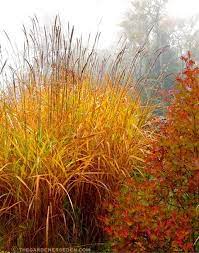 Viburnum Trilobum Jn Select Redwing And Miscanthus Sinensis Purpurascens In November Michaela At Tge Landscape Design Modern Landscaping Cottage Garden