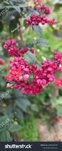 Image result for Clerodendrum fasciculatum