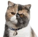Retired Adult Cats - Exotic Shorthair Persians