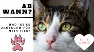 Ab wann kannst du deinen kater kastrieren lassen und warum solltest du diesen schritt überhaupt gehen? Fruhkastration Kater Wann Katze Kastrieren Katzen Hilfe Und Tipps