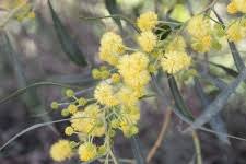 Image result for Mimosa scabrella