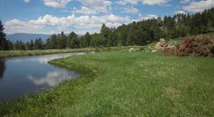 Additionally, storing all this water makes it available for the tree and other plants around it. Colorado Clean Water For Denver