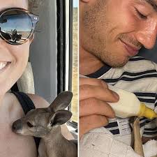 Couple rescue orphaned baby kangaroo in outback Australia