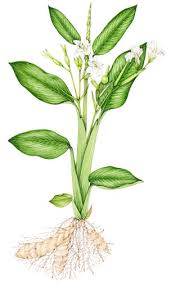 Image result for Maranta arundinacea