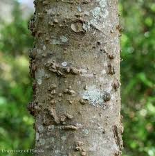 Common hackberry grows naturally even a bit further north and west of winnipeg but it has a hard. Hackberry Emperor Asterocampa Celtis Boisduval Leconte