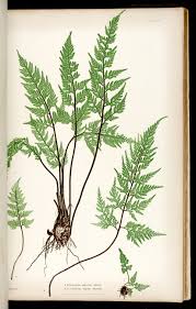 Image result for Asplenium adiantum-nigrum