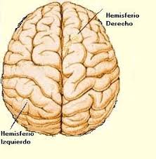 hemisferio_cerebral [Neurocirugía Contemporánea]