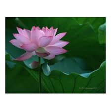 Pin On Exotic Flowers And Plants