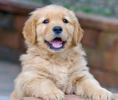Looking for a golden retriever puppy? White Golden Retriever Puppies For Sale In Georgia L2sanpiero