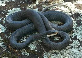 Black And White Snake Northern California Snakes Of New York