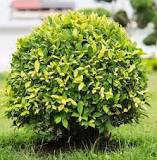 Weeping Fig or Ficus Panda – Ficus Benjamina Golden Ficus ...