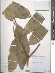 Image result for Strombosiopsis tetrandra