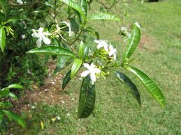 Image result for Tabernaemontana odoratissima