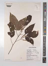 Image result for Allophylus africanus