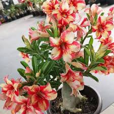 Pada kategori ini anda akan menemukan aneka jenis dan warna, ada yang berbunga merah, putih, pink, ungu, dll. Harga Bunga Taman Benih Terbaik Agustus 2021 Shopee Indonesia