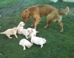 Golden retriever puppies are the cutest things in the world. Golden Retriever Puppies Akc For Sale In Medford Oregon Classified Americanlisted Com