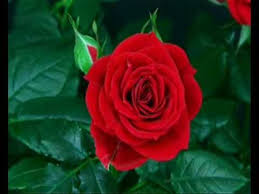 Nelson Ned Si Las Flores Pudieran Hablar Valentines Flowers Flowers Beautiful Red Roses