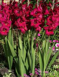 Image result for Gladiolus pretoriensis