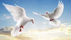 Burung control spike burung merpati dan merpati gambar png. Burung Merpati Wallpaper