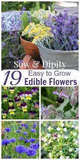 Edible Flowers Garden Bed Design Edible Flowers Edible Garden Edible Landscaping
