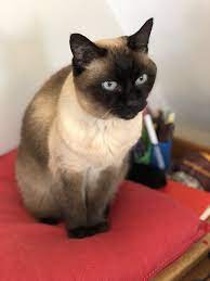 Pin By Just On Zebbi Cat Cat Having Kittens Cats Cats And Kittens