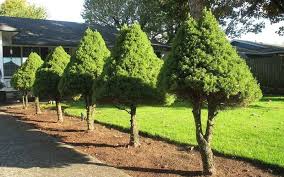 Kali ni lima letop nak kongsikan 5 jenis pokok hidup yang sesuai ditanam di dalam rumah. Pokok Itu Sila Landskap Taman Hias Maklumat Berguna Dan Tips Berkebun Blog Tukang Kebun Profesional