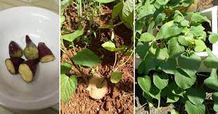 Download mp3 tanam tanam ubi dan video mp4 gratis. Pin By Fariza Isahak On Gardening Vegetables Food Eggplant