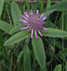Image result for Trifolium isthmocarpum