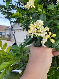 Image result for Murraya paniculata