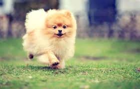 Search for dog pics pomeranian. Pomeranian Dog Wallpaper For Android Apk Download Pomeranian Dog Background 1128x720 Wallpaper Teahub Io