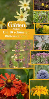 Die 10 Schonsten Blutenstauden Im August Hauswurz Pflanzen Blumen Stauden Tulpen Pflanzen