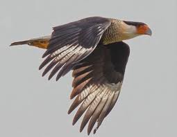 Birds That Look Like Eagles The Bird In The Pine Tree Just Didn T Look Like A Red Tailed Hawk It Didn T Look Like Any Native Raptor When The Vultures Swooped In Fo Animais Passaros Rosto
