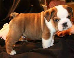 Puppyfinder.com is your source for finding an ideal french bulldog puppy for sale near los angeles, california, usa area. English Bulldog Puppies For Sale Los Angeles Animal Pet