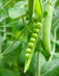 Image result for may vegetables